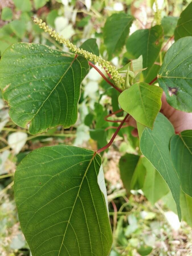 Homalanthus 3