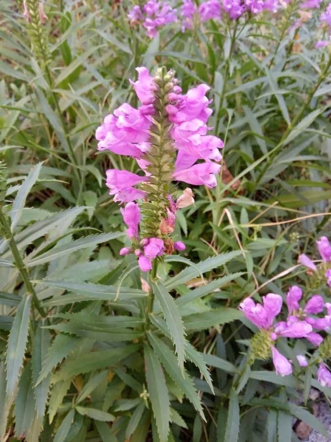 Physostegia virginiana 6