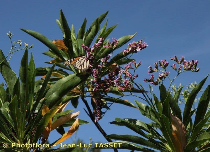 Limonio arboreo 5