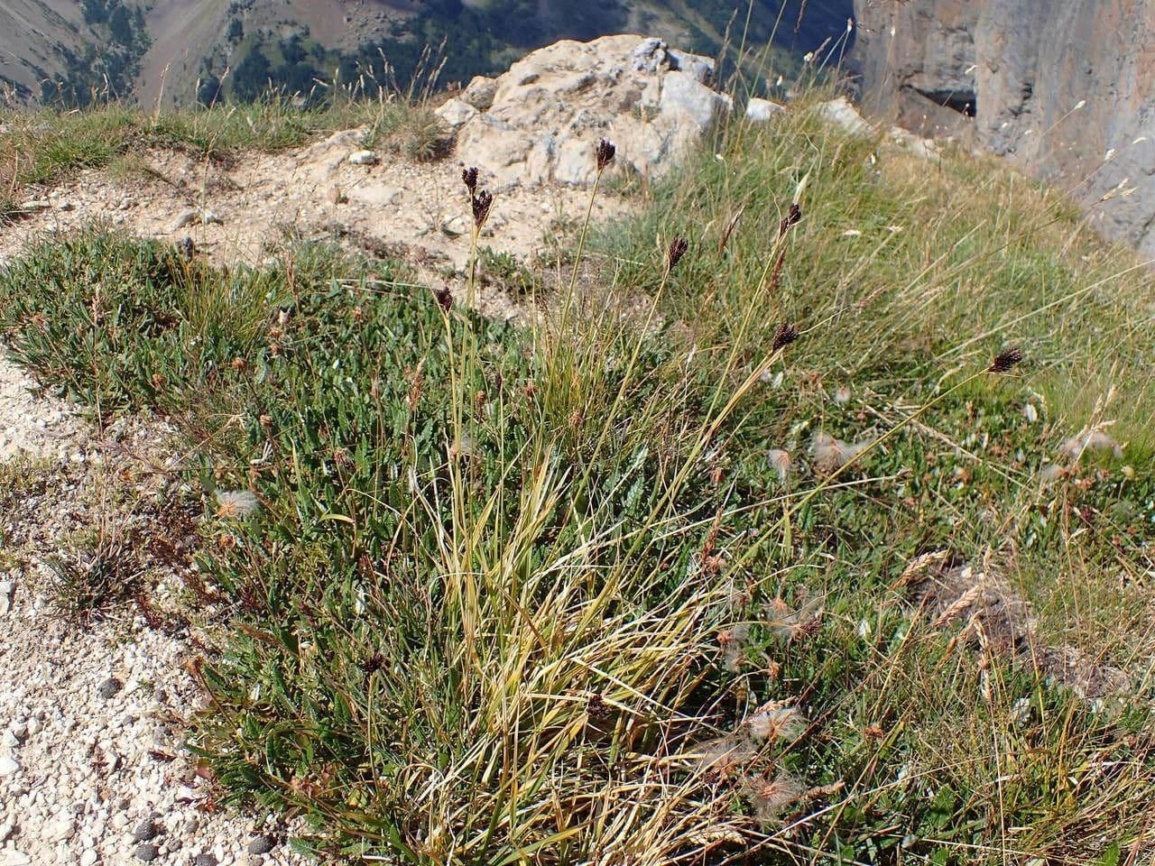 Ostřice malokvětá 11