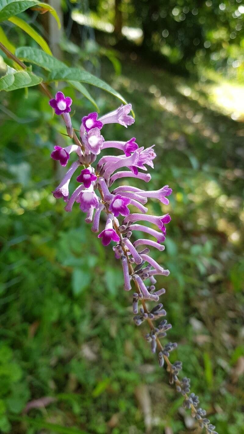 Buddleja di Lindley 2