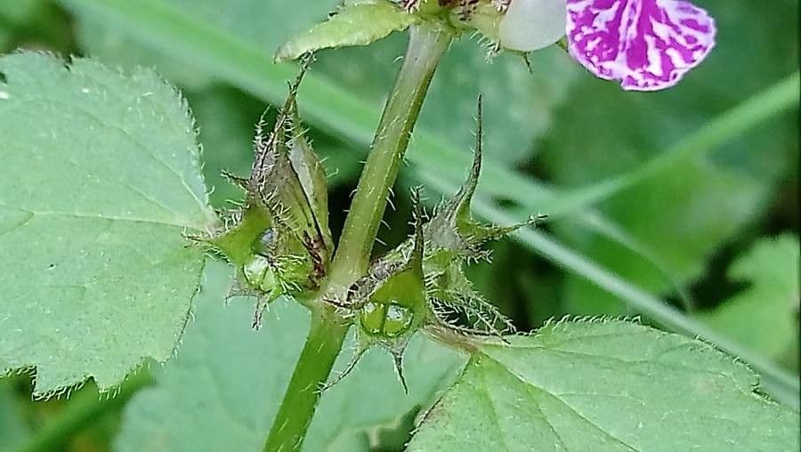 Falsa ortica macchiata 4
