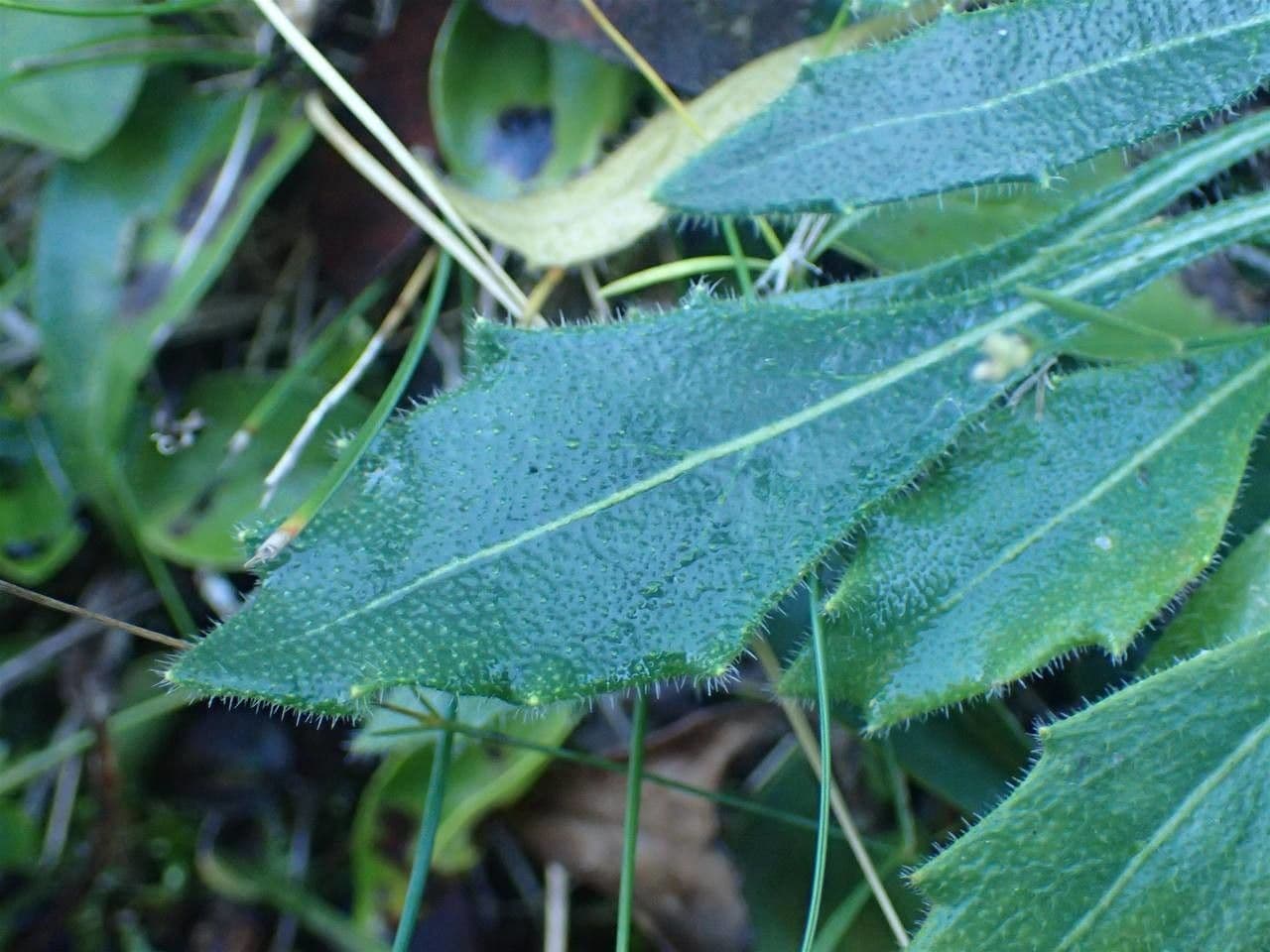Biscutella 13