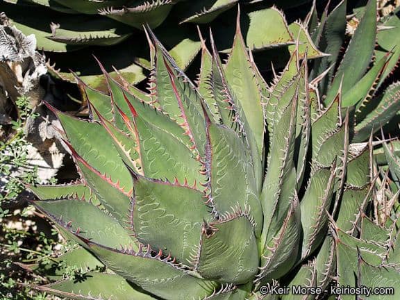 Agave di Shaw 10