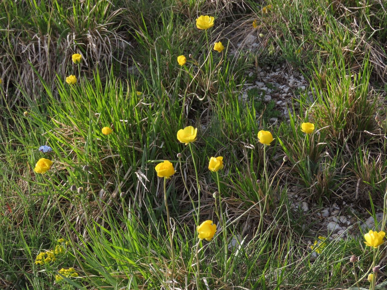 Ranunculus gramineus 13