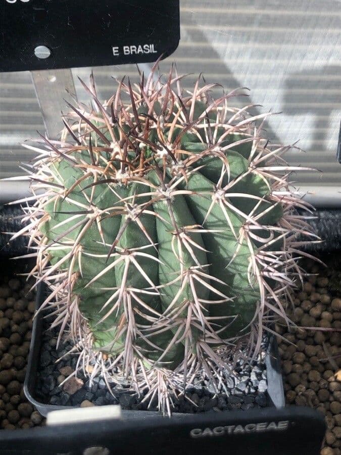 Melocactus