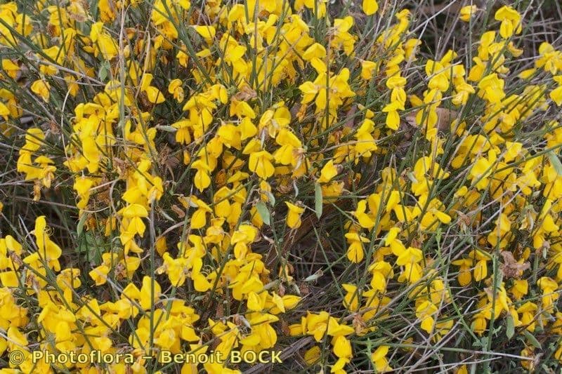 Janovec veľkokvetý 12