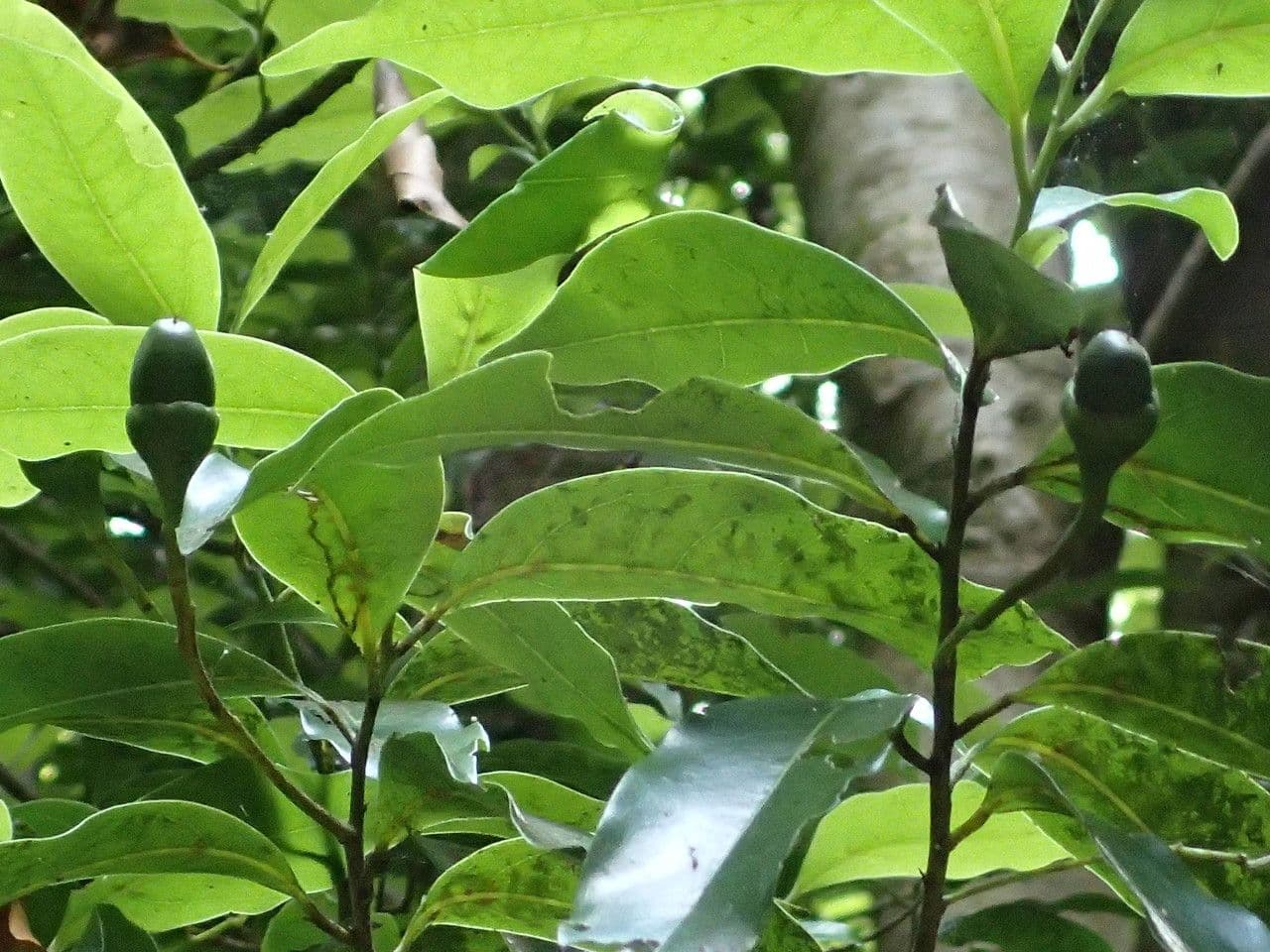 Ocotea 14