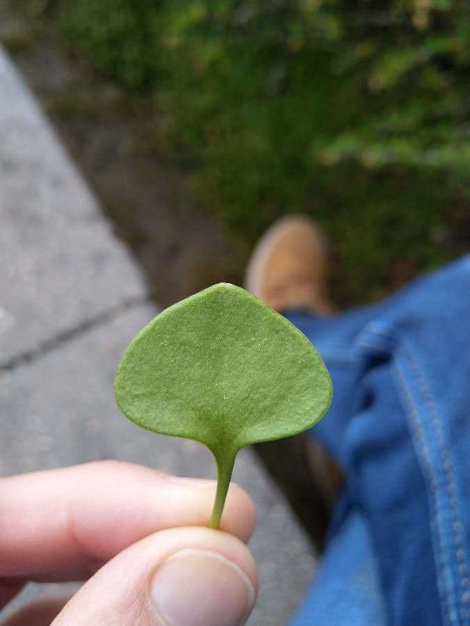 Claytonia 12