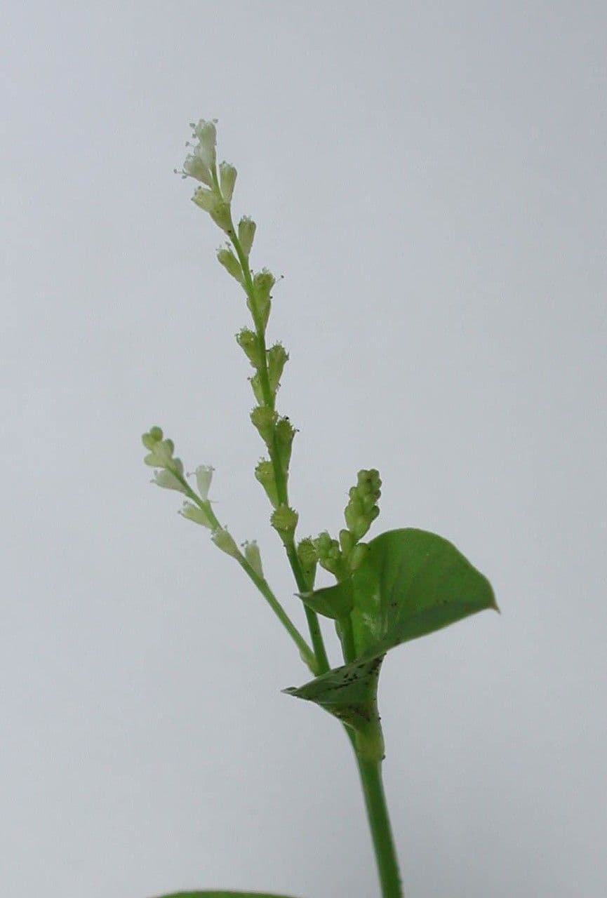 Microtea 4
