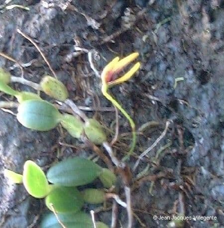 Bulbophyllum 7