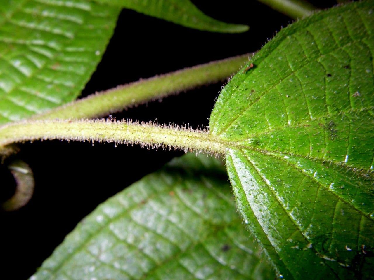 Miconia 13