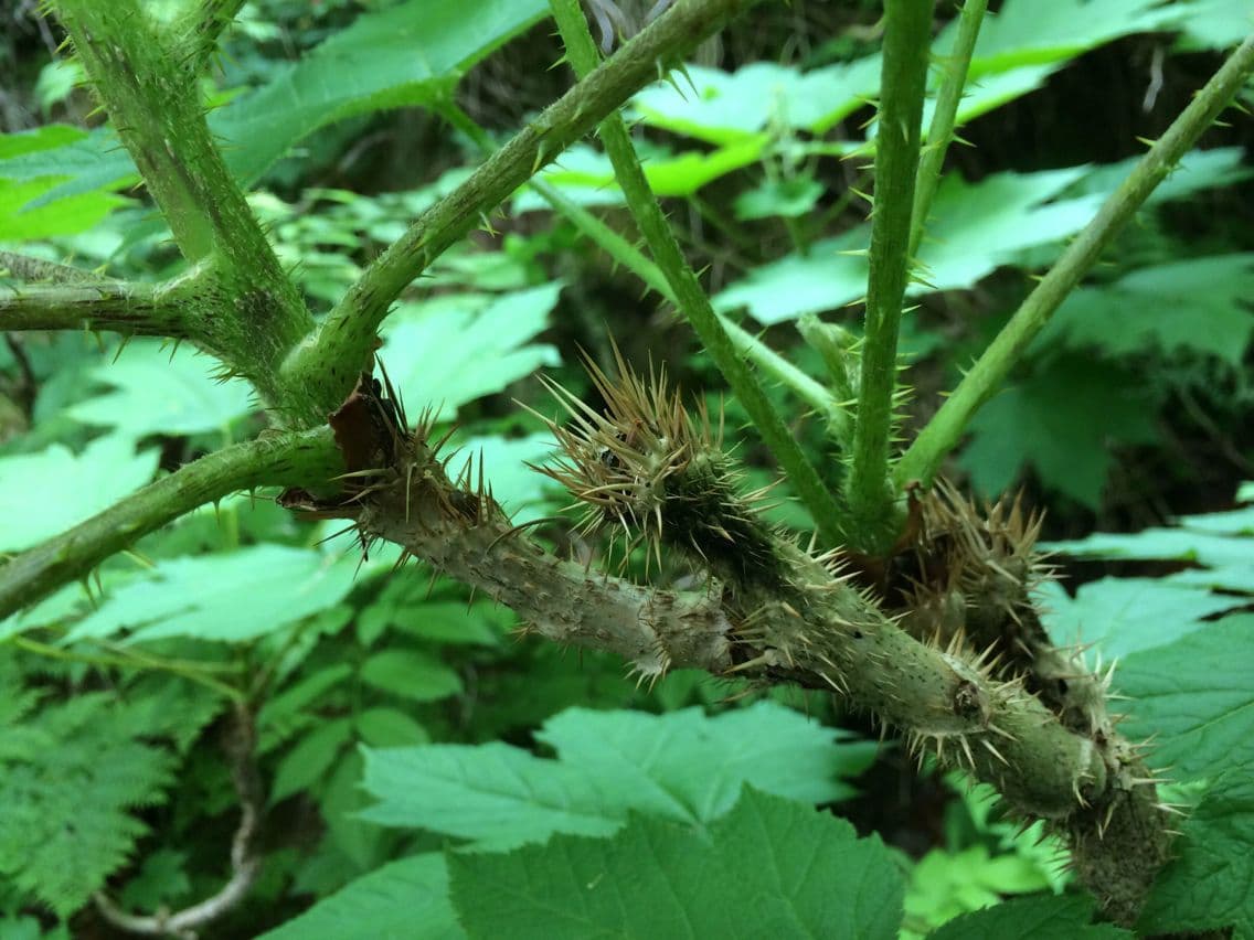Oplopanax horridus 22