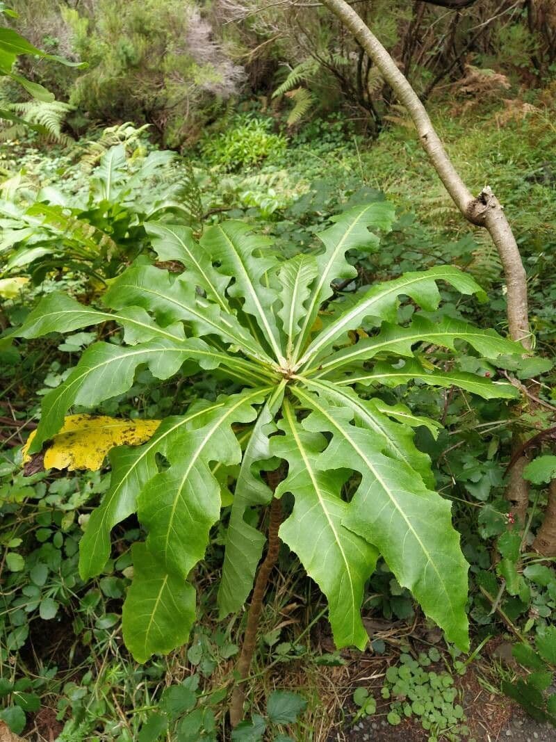 Strauchdistel 11