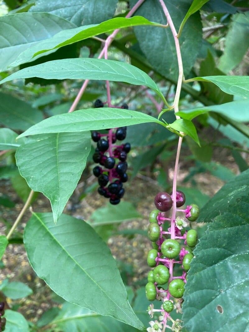 Cremesina 26