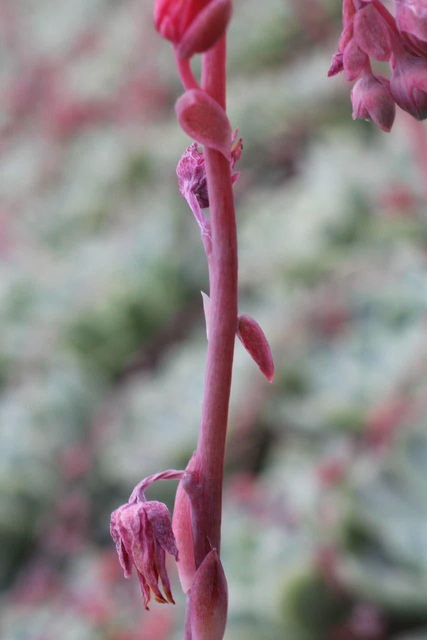 Echeveria elegante 24