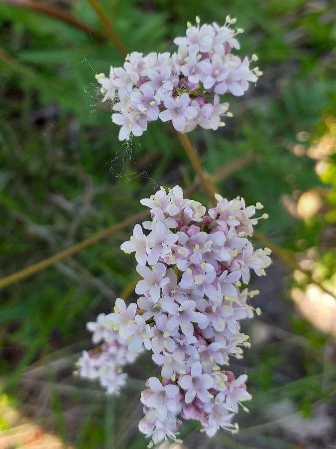 Valeriana tuberosa 6