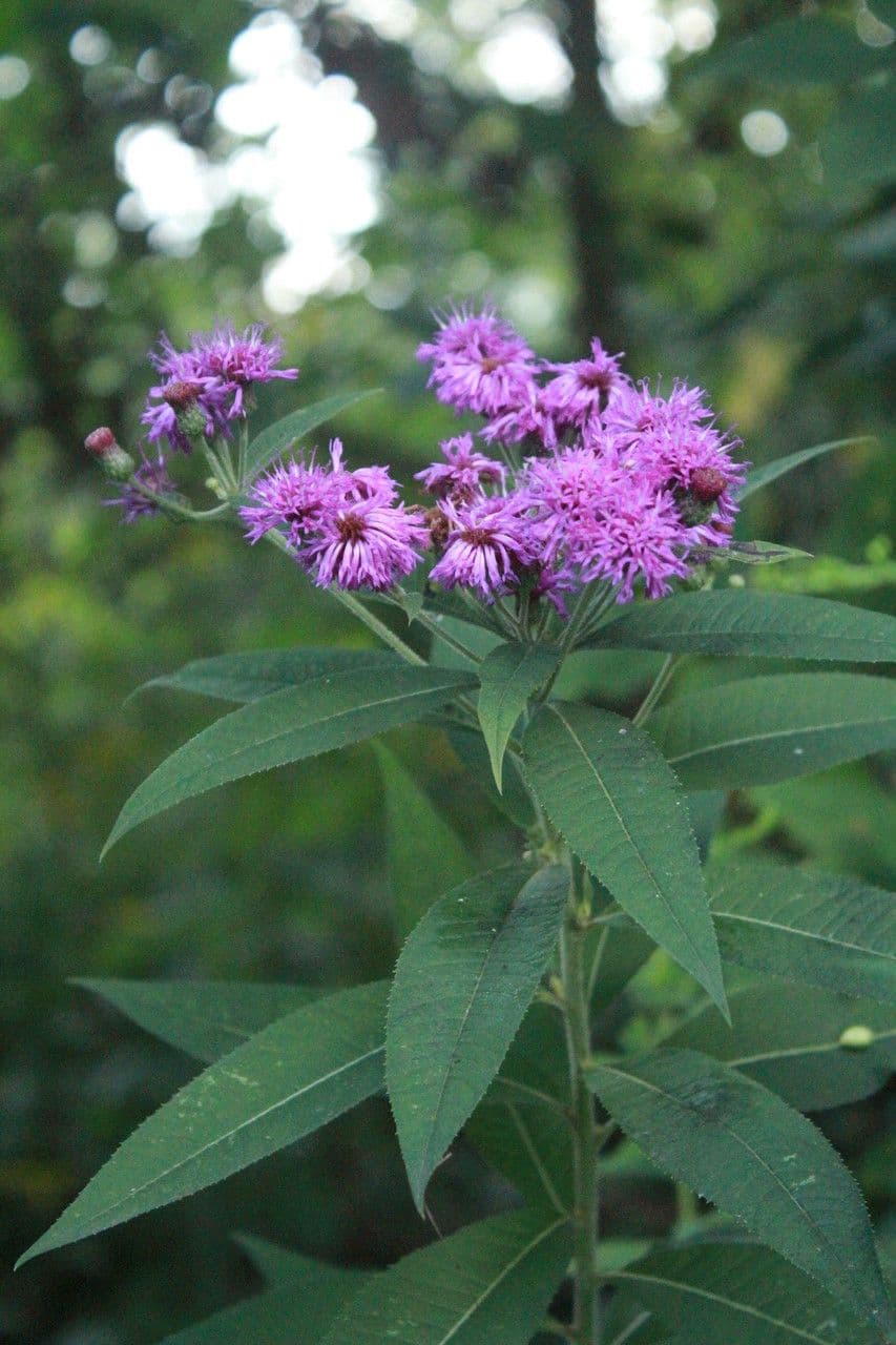Vernonia