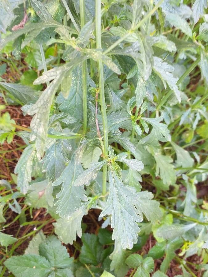 Verbena comune 18