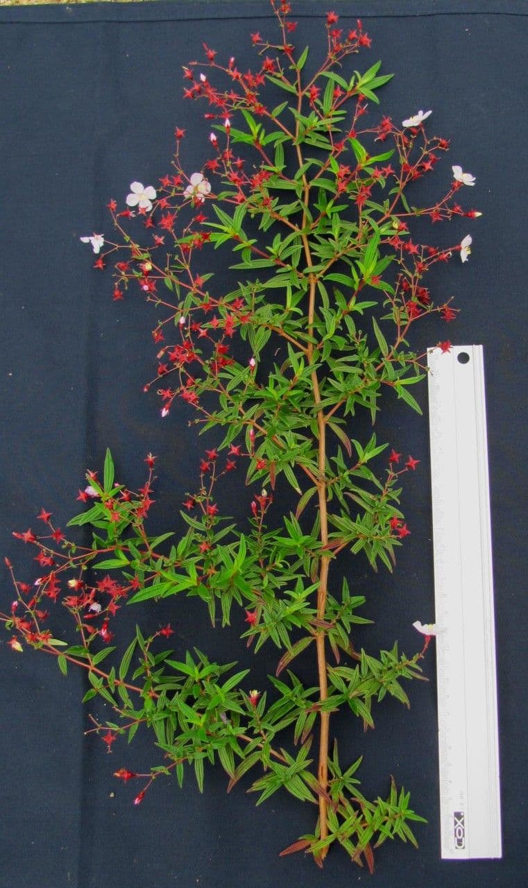 Monochaetum 10