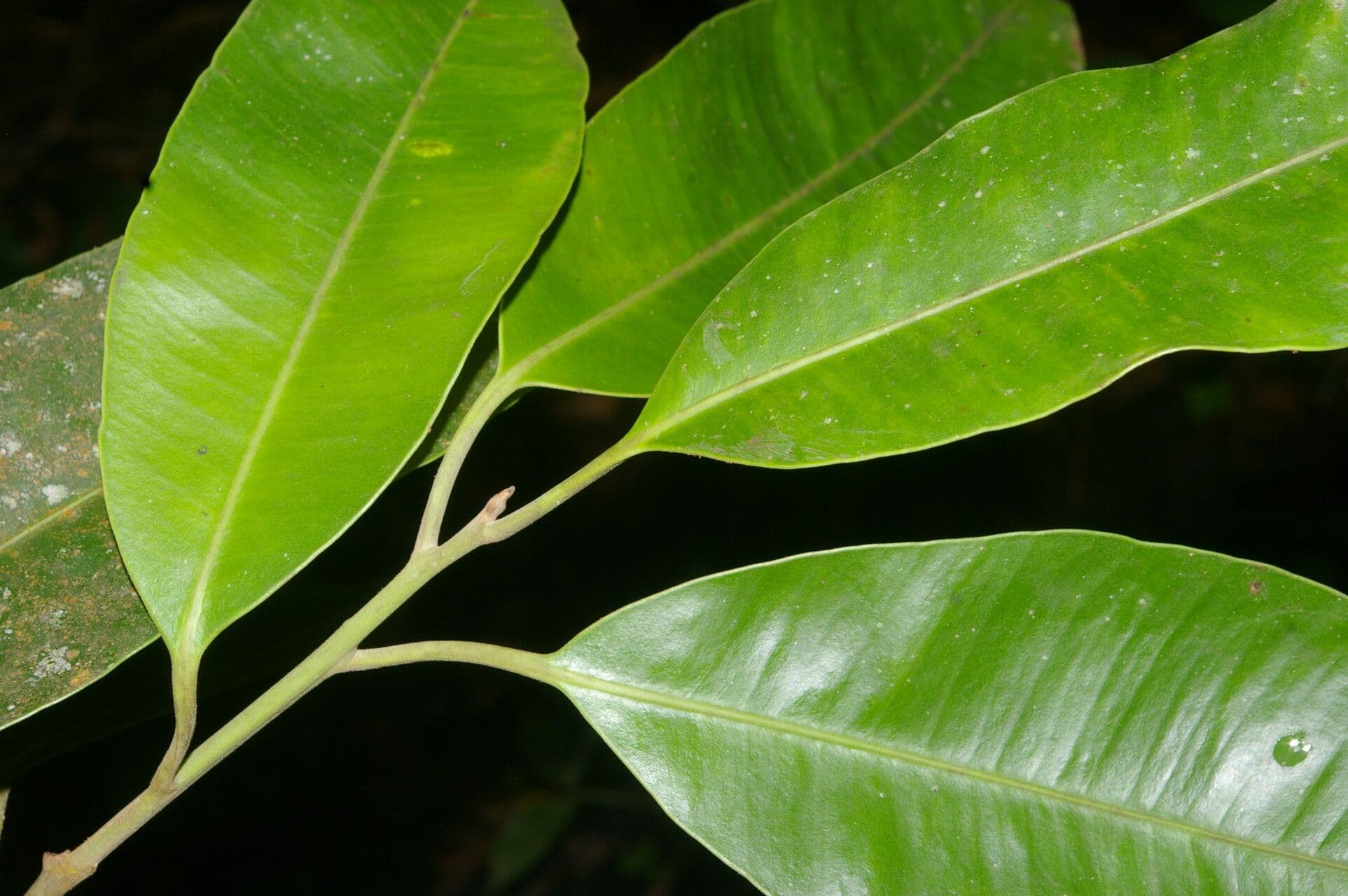 Aspidosperma 6