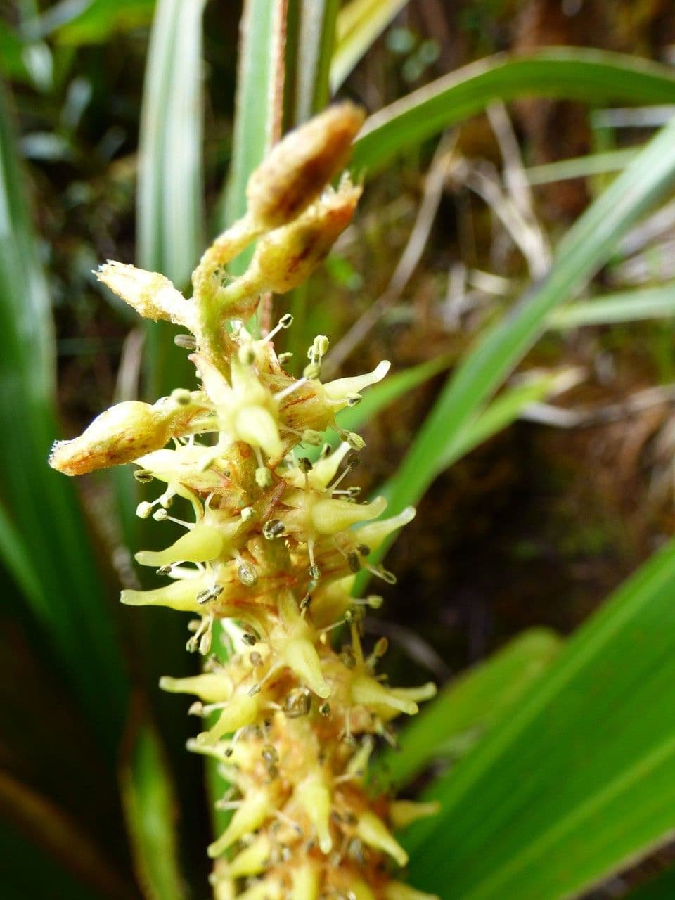 Astelia hemichrysa 8