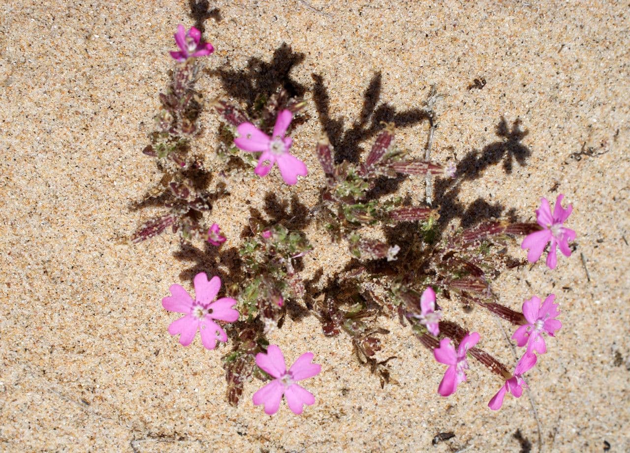 Silene littorea 11