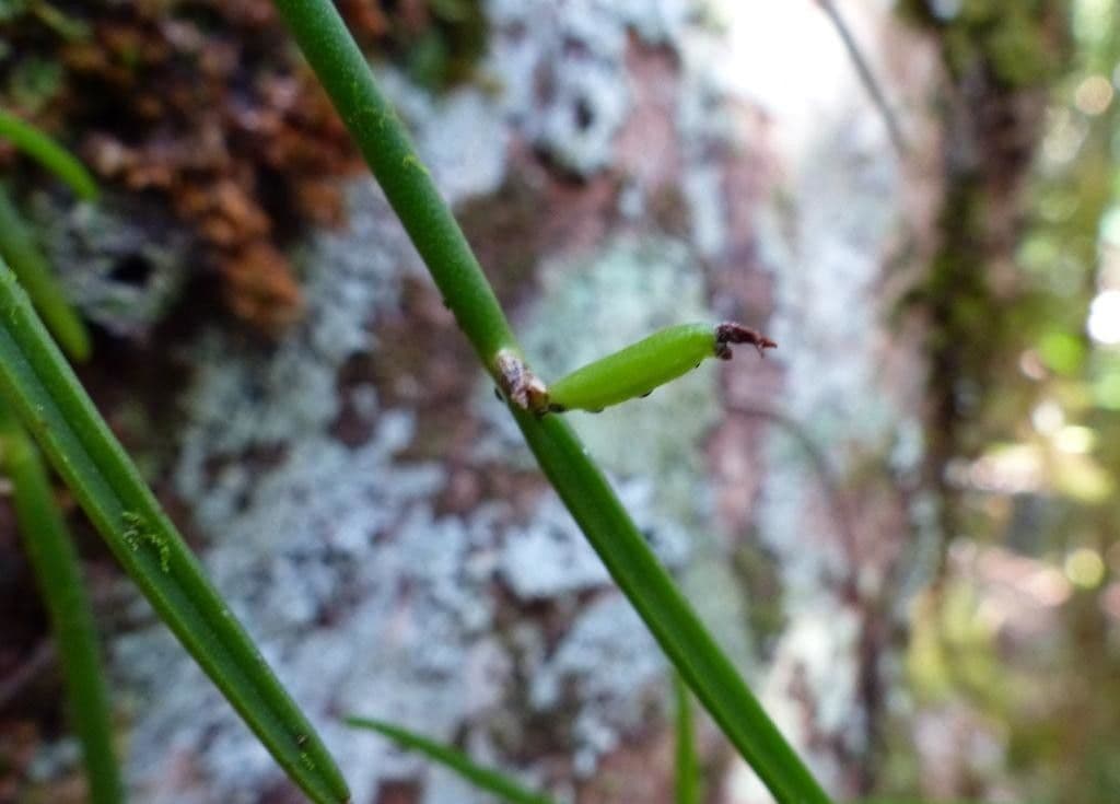 Ceratostylis 11