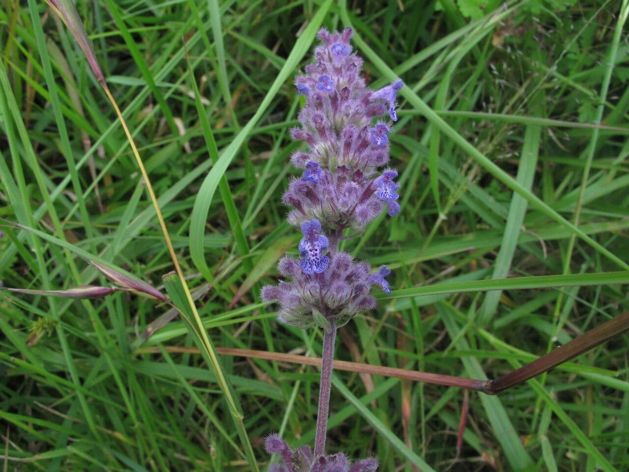 Nepeta 3