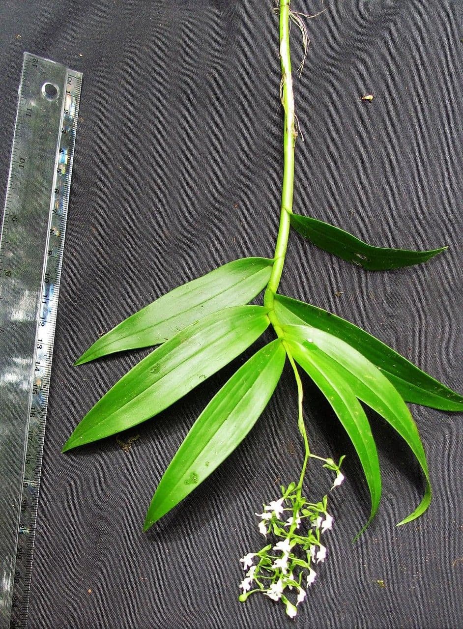 Epidendrum 7