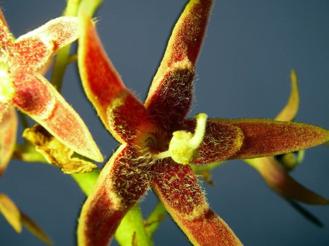 Sterculia 17