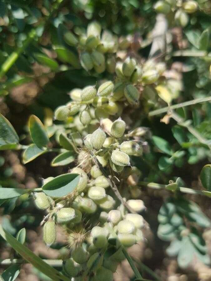 Indigofera 5