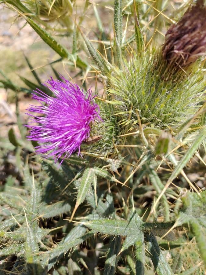 Cirsium 3