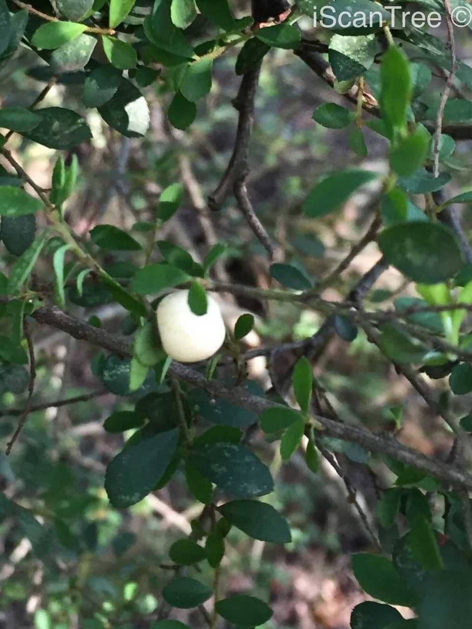 Myrsina africká 4
