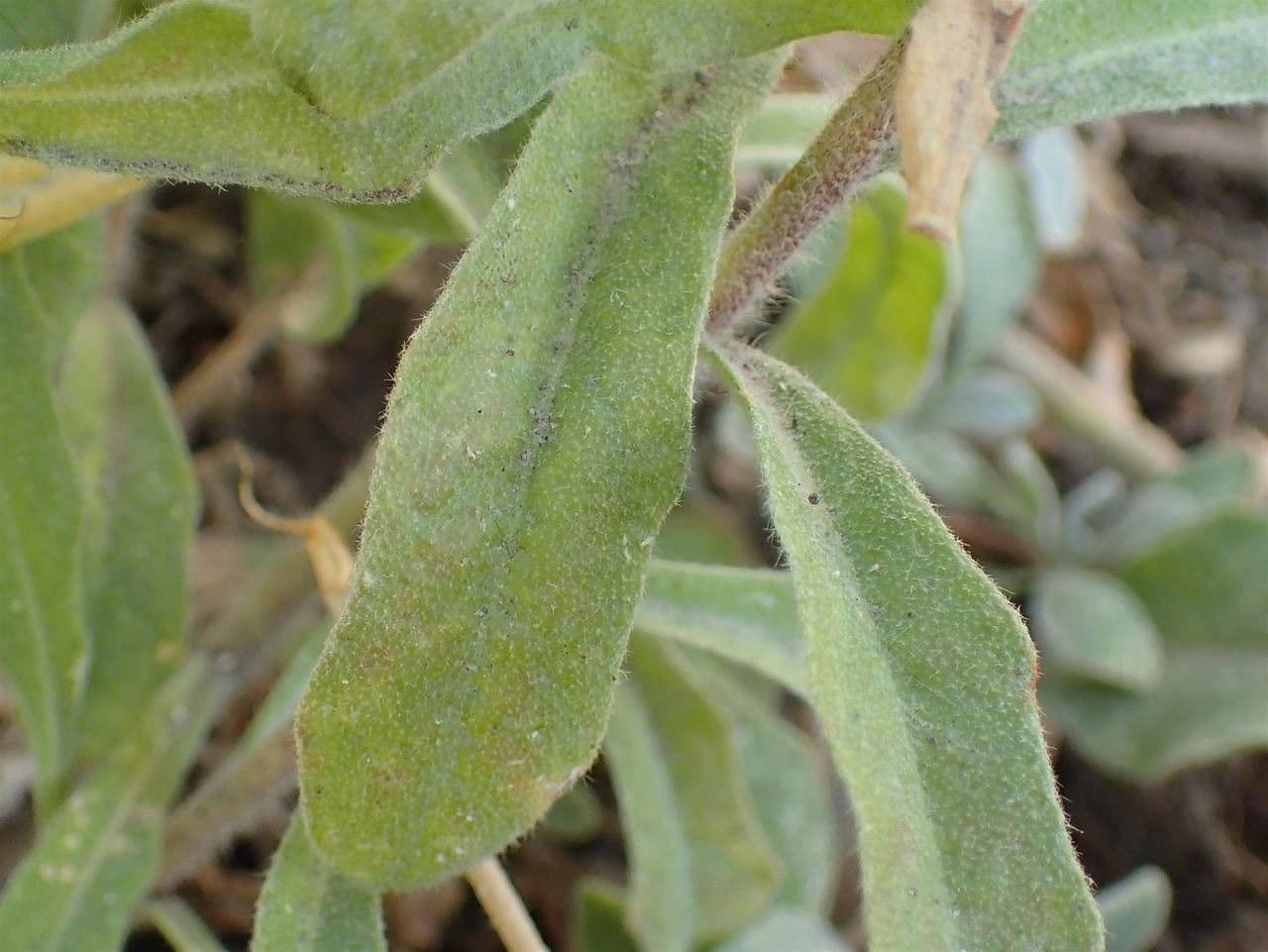 Fibigia clypeata 20