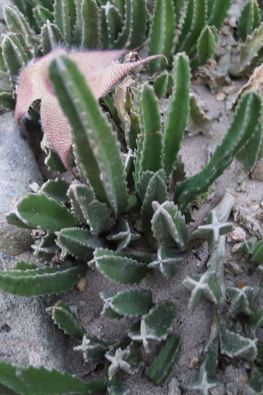 Stapelia 6
