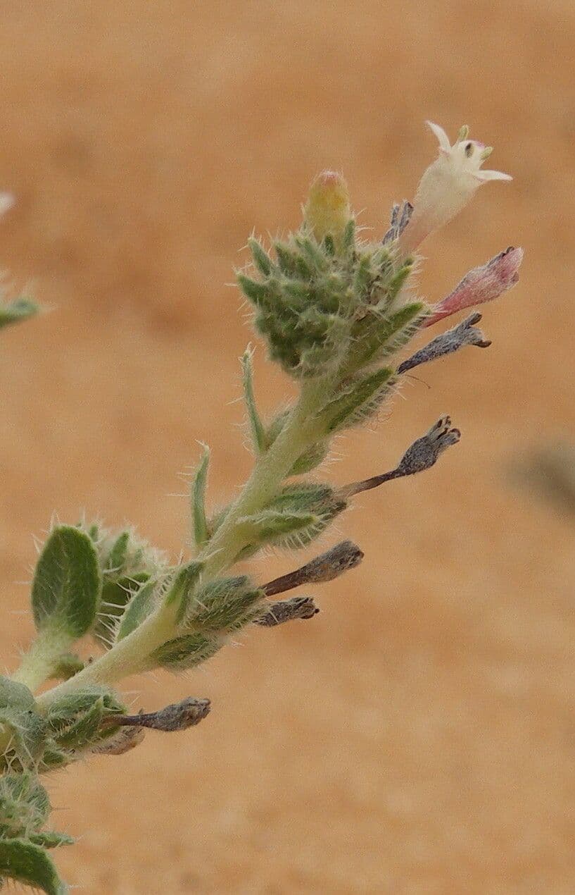 Moltkiopsis ciliata 5