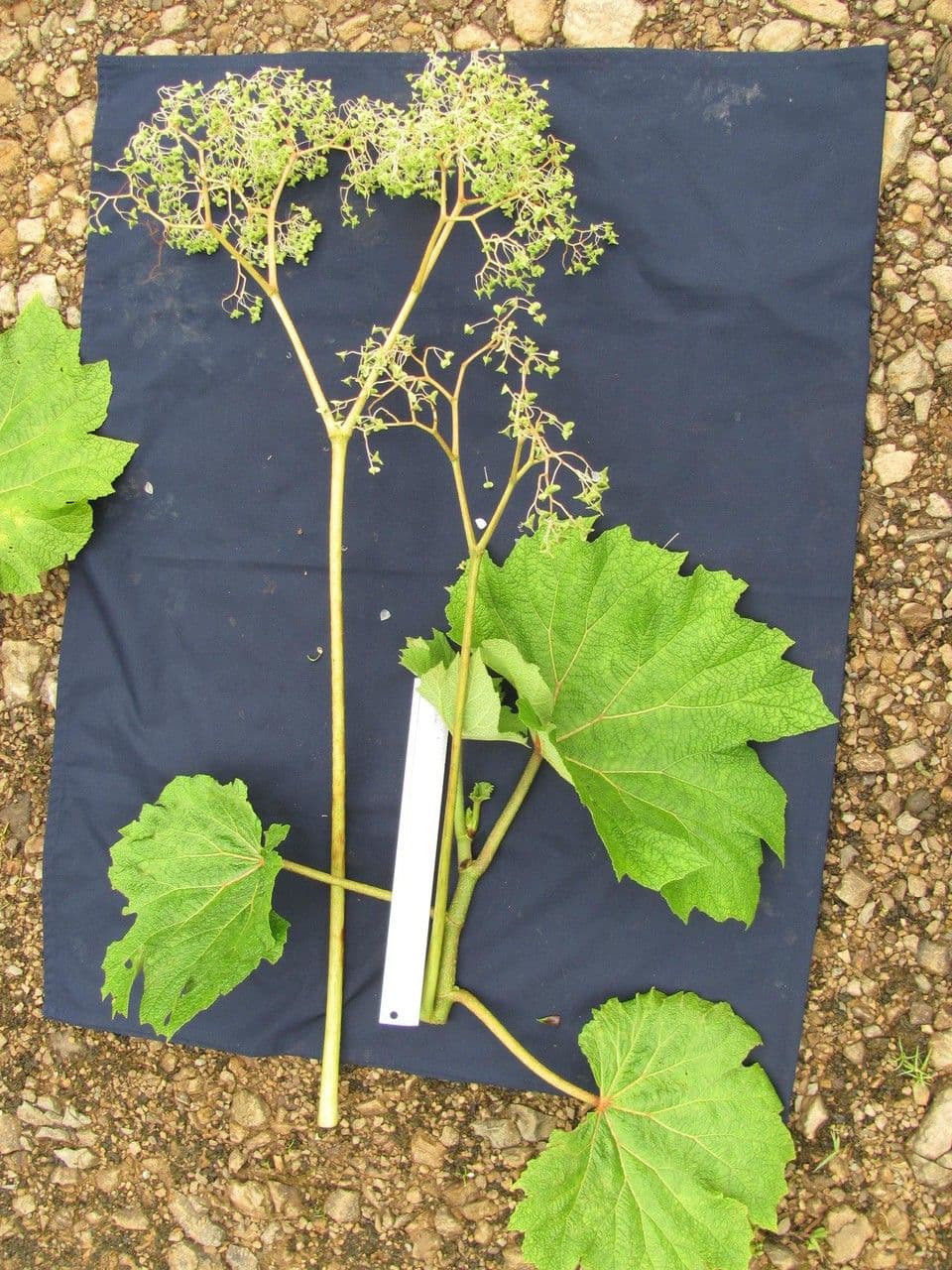 Begonia parviflora 9