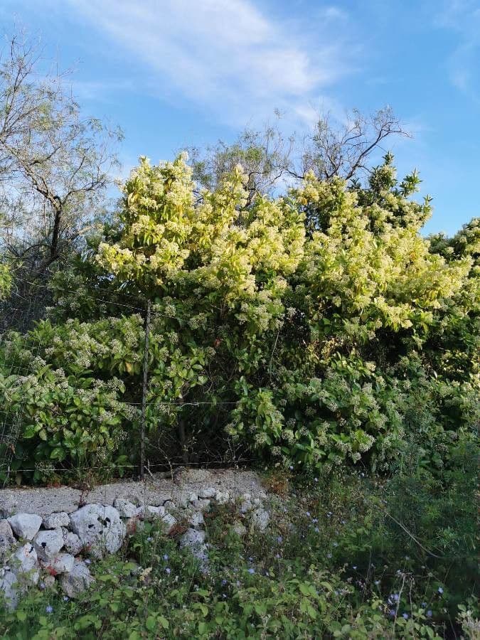 Myodocarpus 5