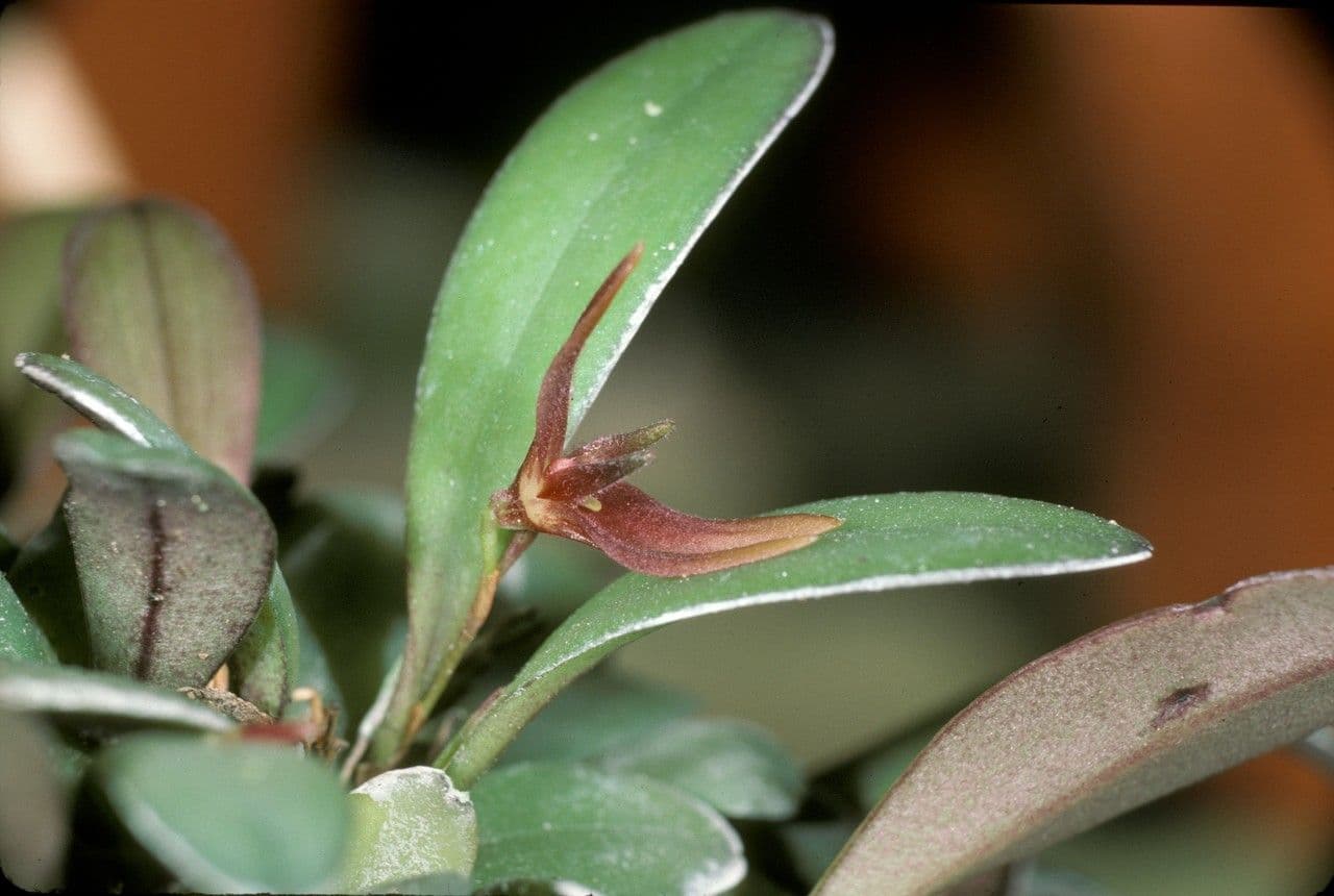 Anathallis