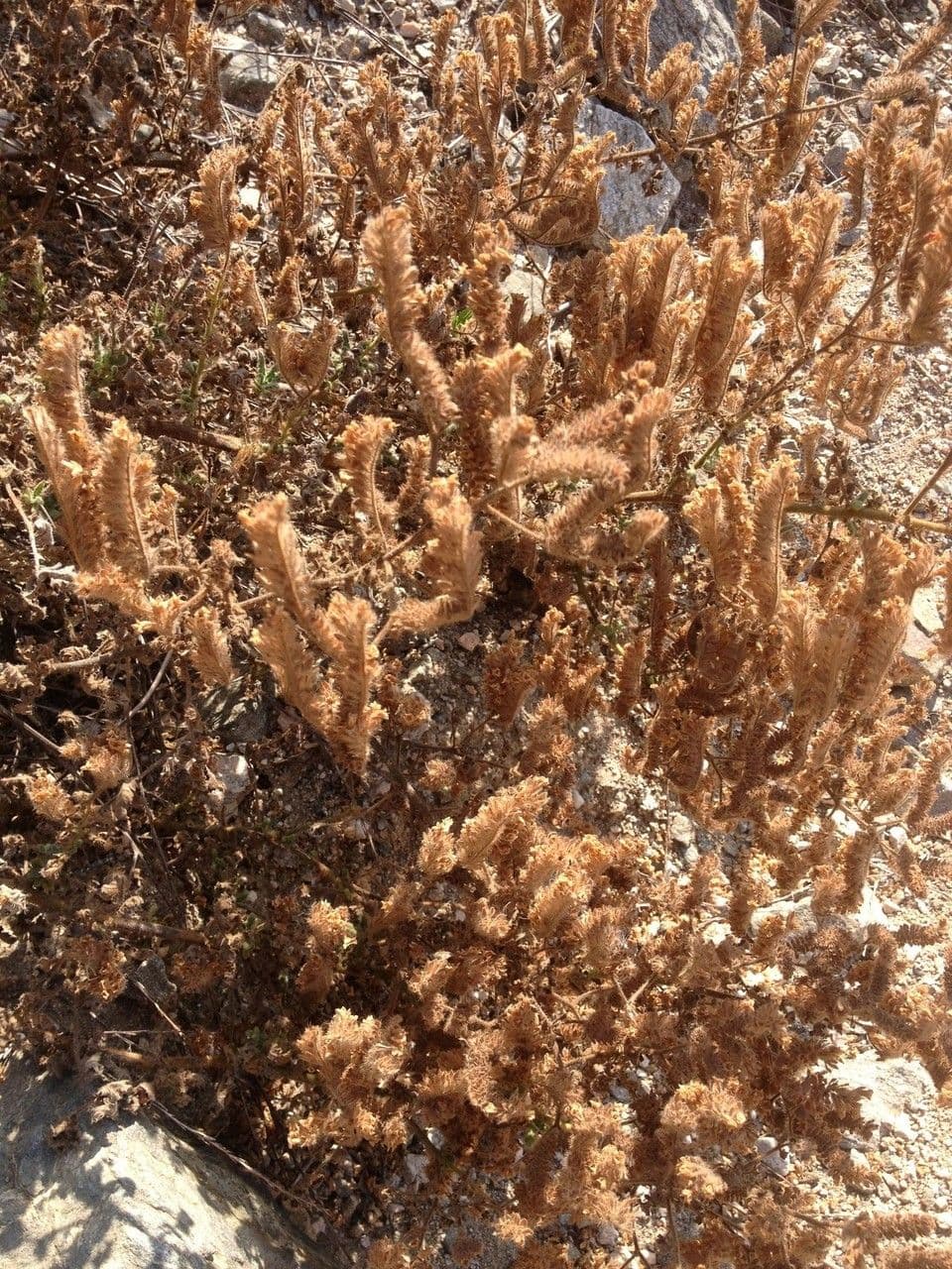 Phacelia cicutaria 20