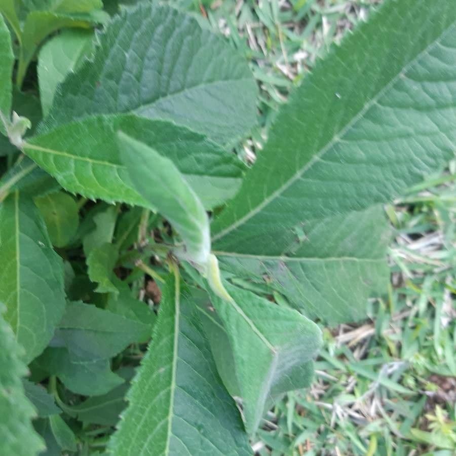 Vernonia di Baldwin 13