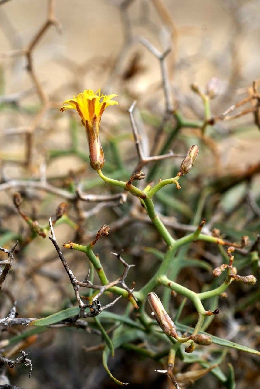 Launaea arborea 27