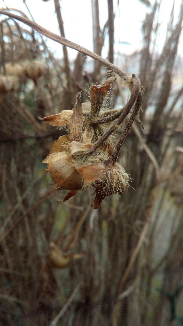 Purpur-Prunkwinde 5