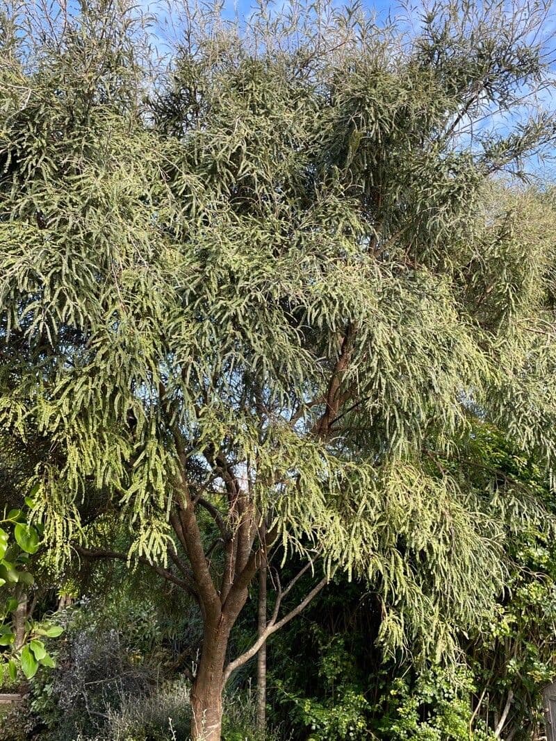 Sophora 14