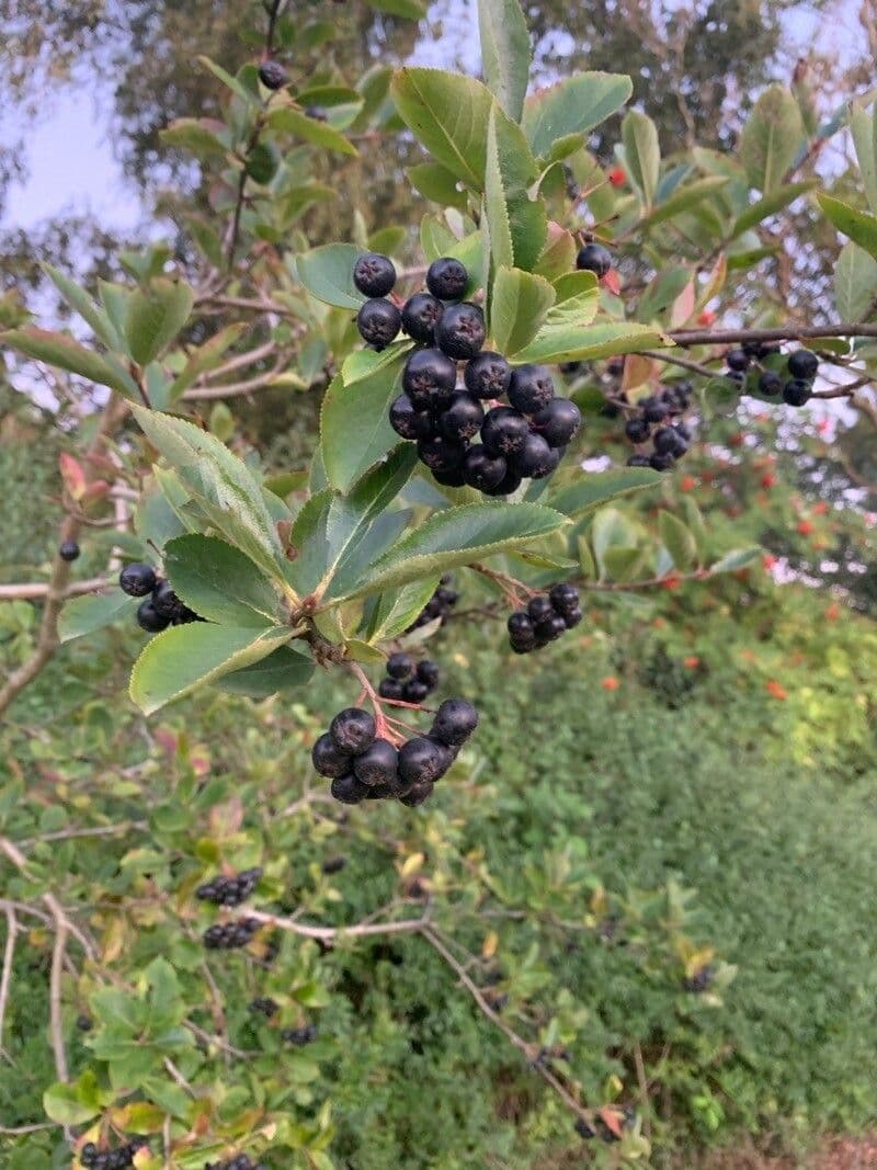 Aronia nera 19