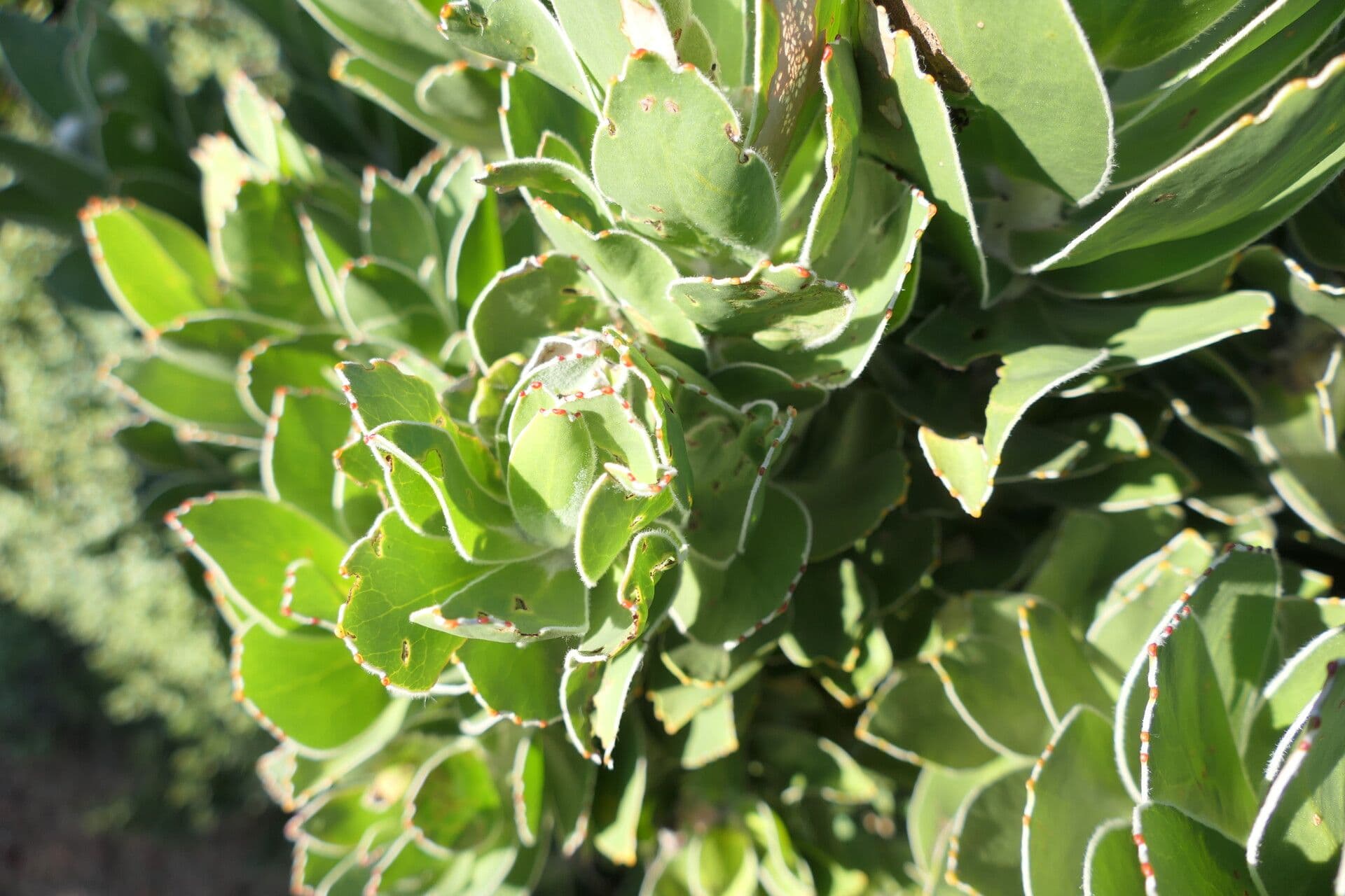 Leucospermum 5