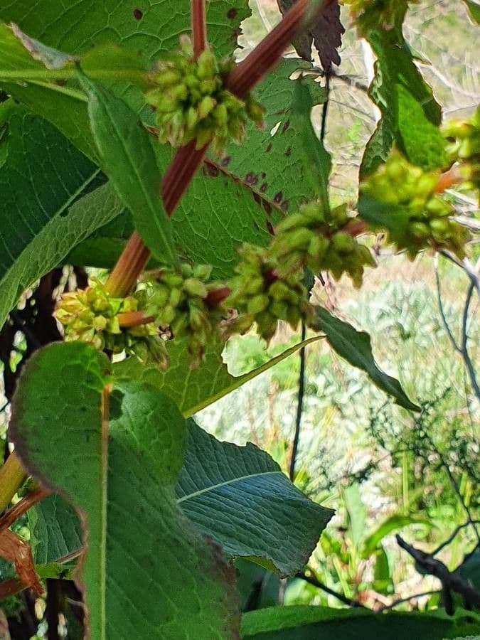 Acetosa abissina 5