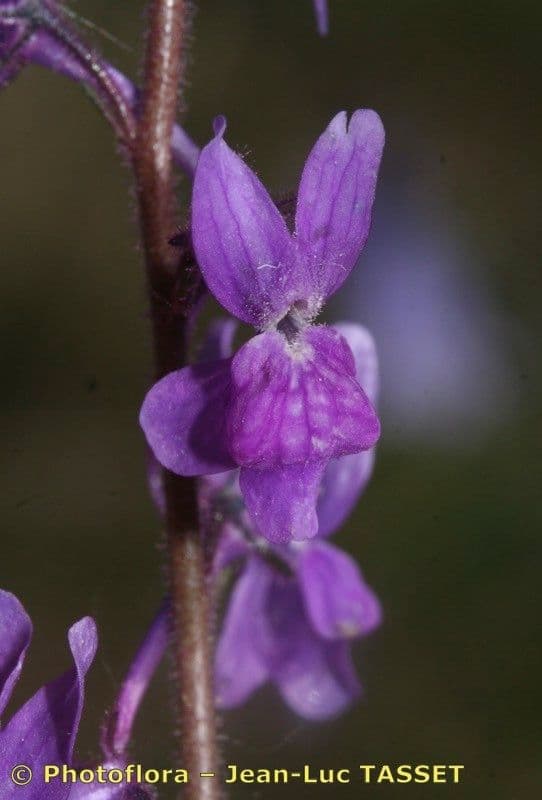 Linaria 2
