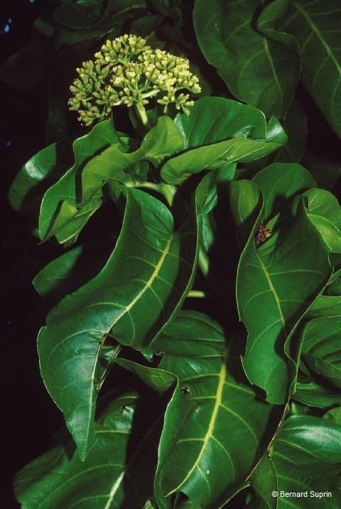 Cabbagetree 9